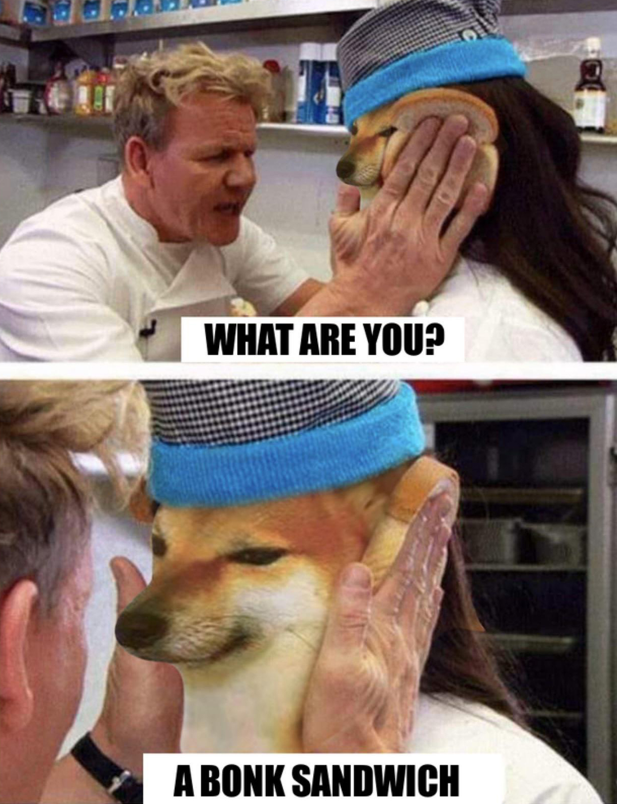 funny memes - gordon ramsay quote memes - What Are You? A Bonk Sandwich