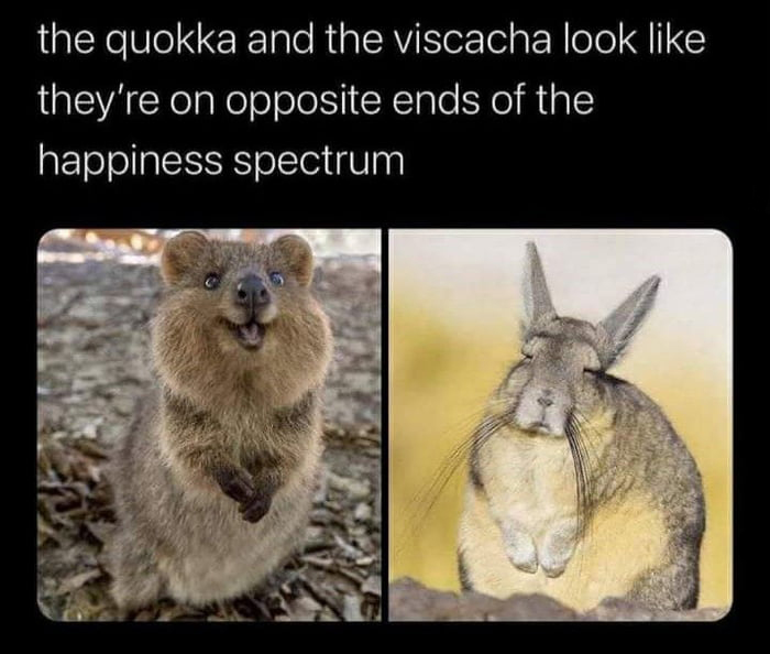 funny memes - quokka viscacha - the quokka and the viscacha look they're on opposite ends of the happiness spectrum