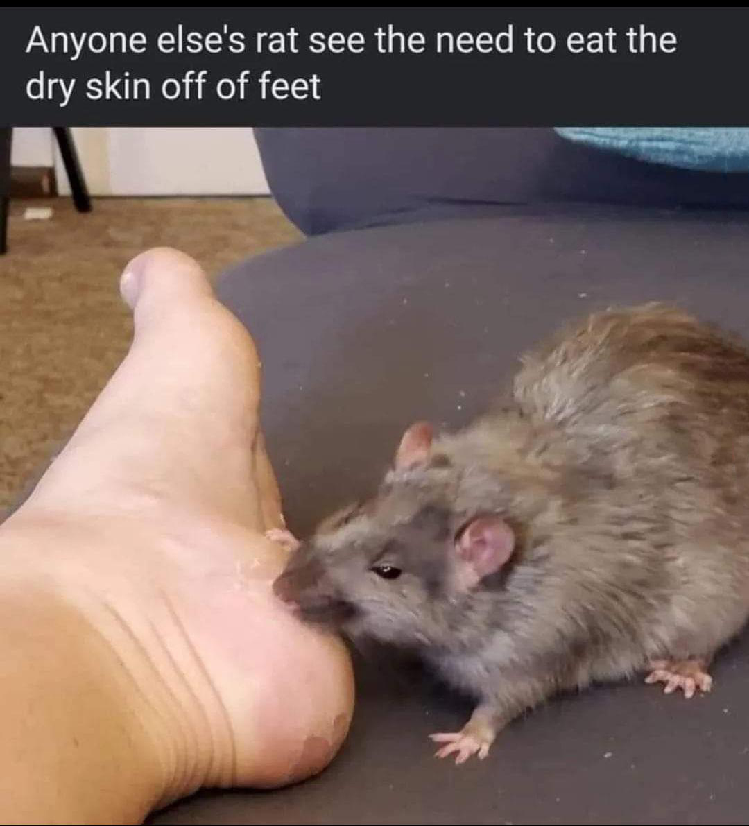 cringe - cringetopia - rat - Anyone else's rat see the need to eat the dry skin off of feet