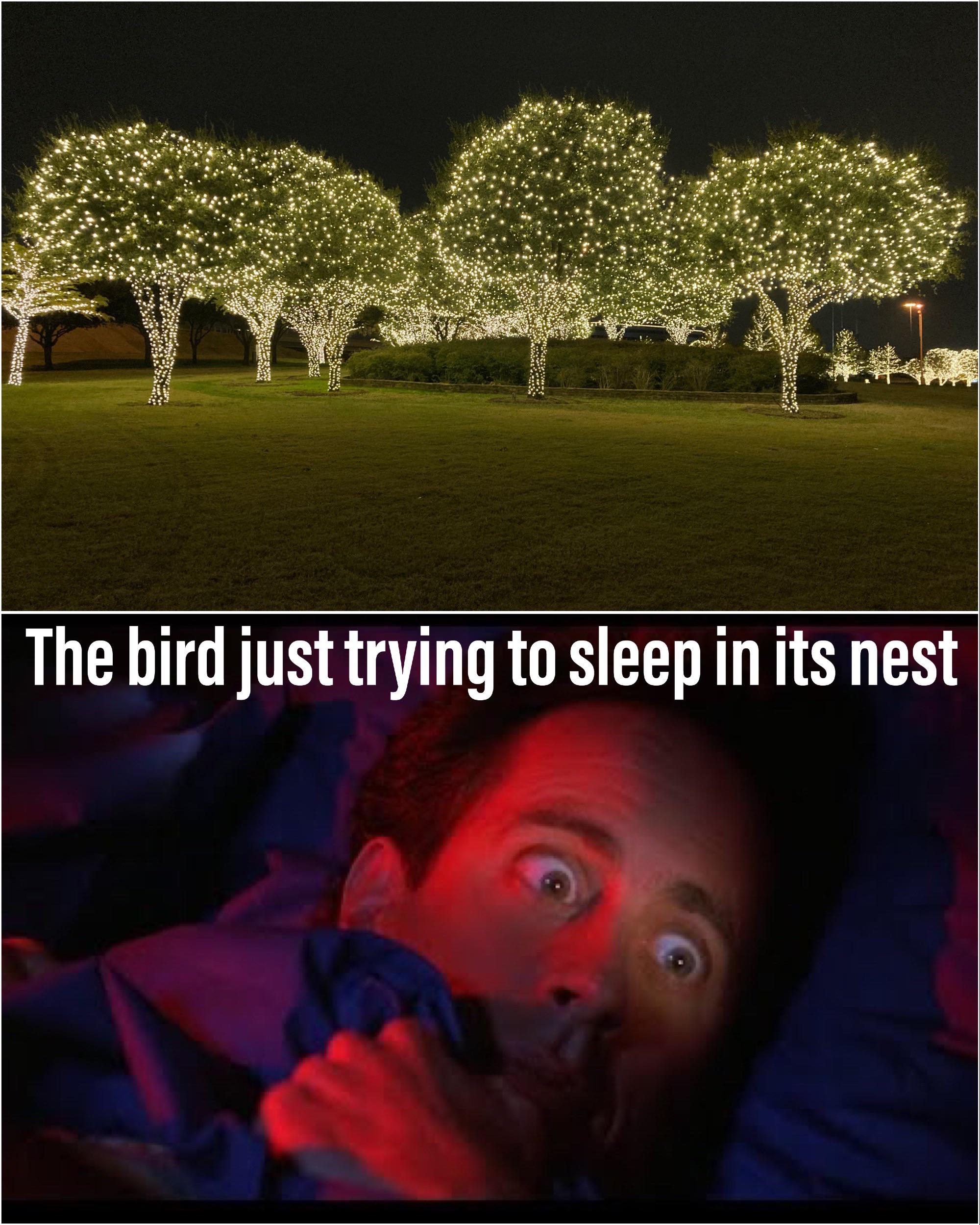The bird just trying to sleep in its nest