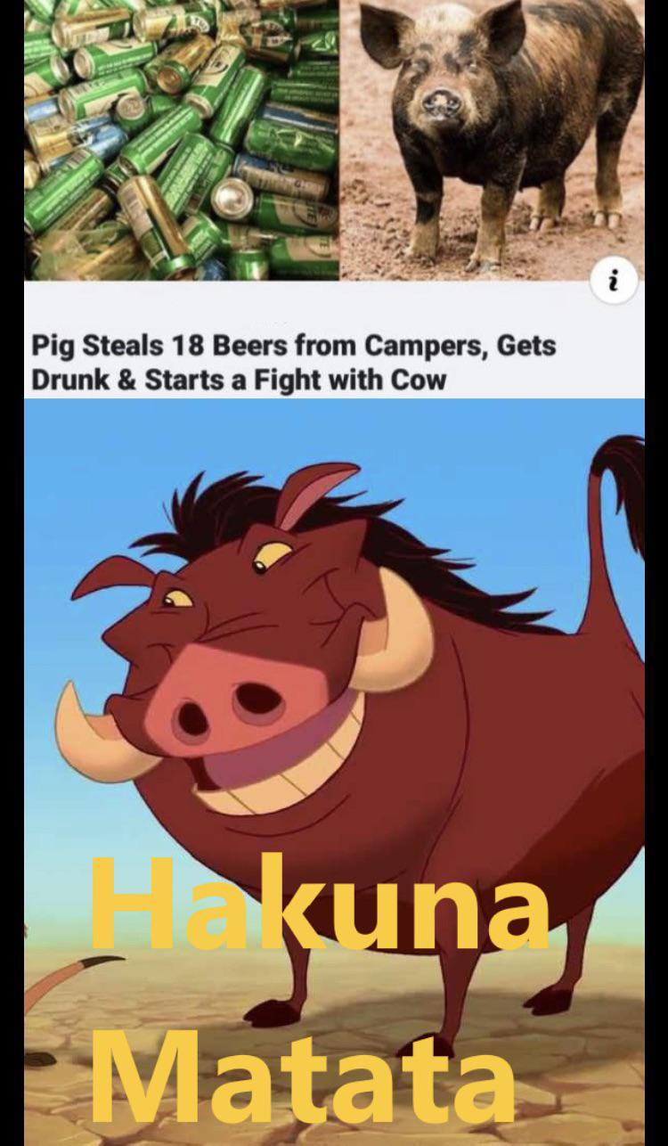 easy hakuna matata piano notes letters - i Pig Steals 18 Beers from Campers, Gets Drunk & Starts a Fight with Cow kuna Matata