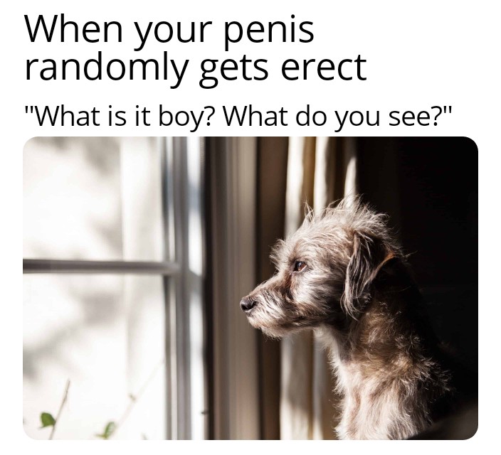 dank memes - dog looking out window - When your penis randomly gets erect