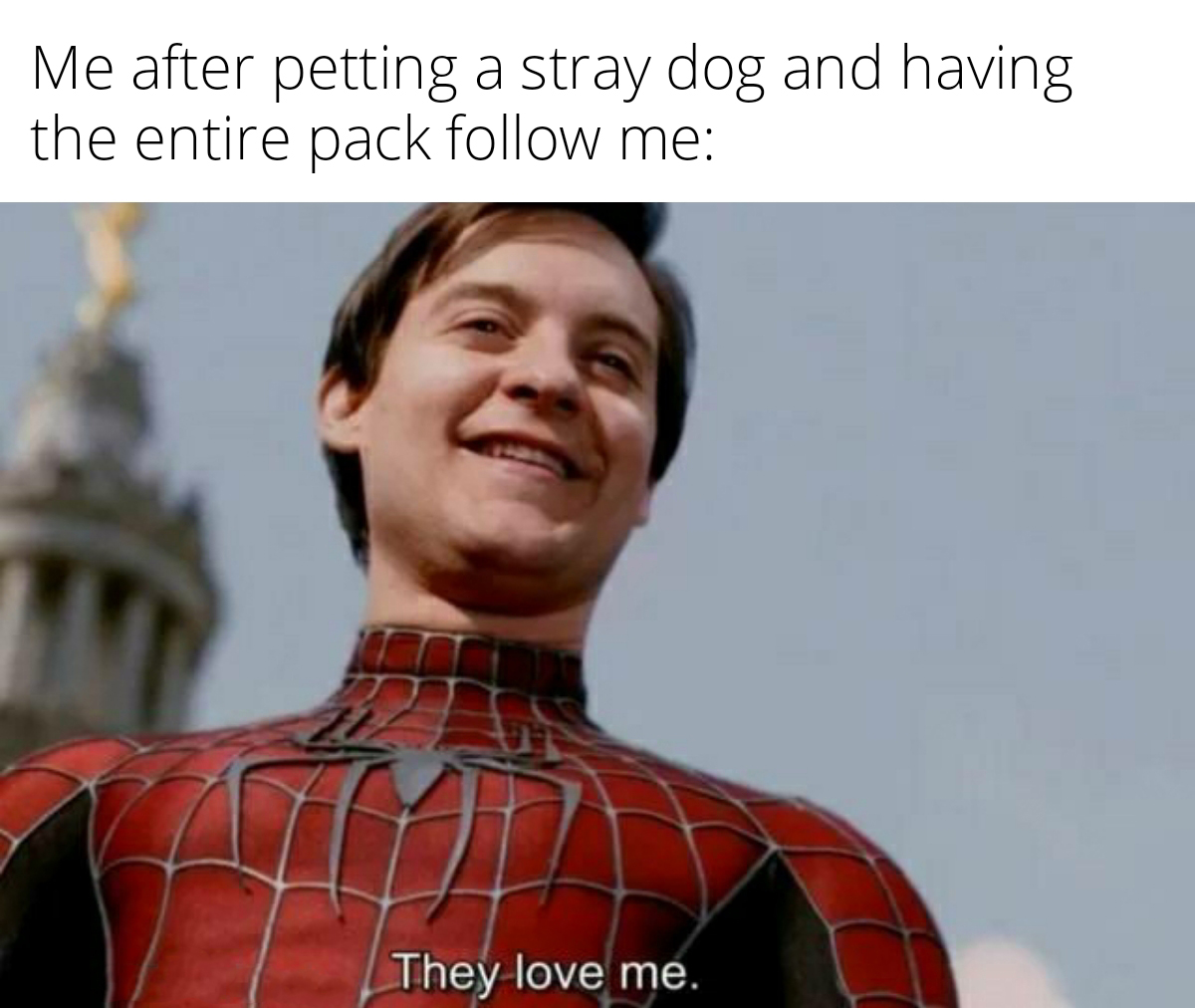 dank memes - spider man tobey maguire memes - a Me after petting a stray dog and having the entire pack me They love me.