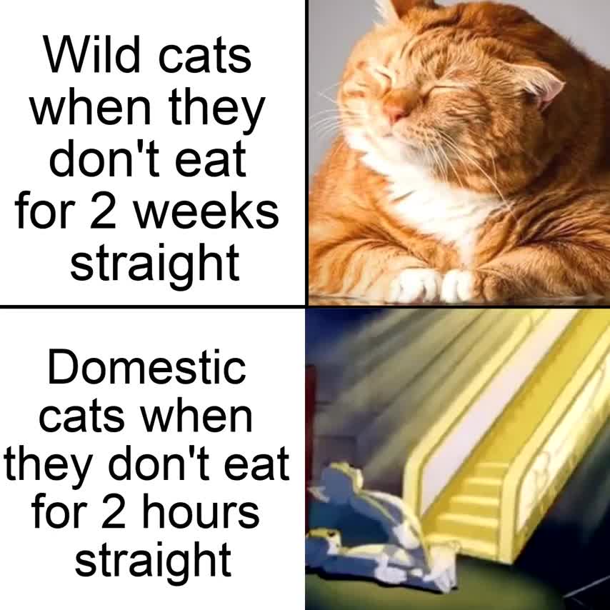 depression quotes - Wild cats when they don't eat for 2 weeks straight Domestic cats when they don't eat for 2 hours straight