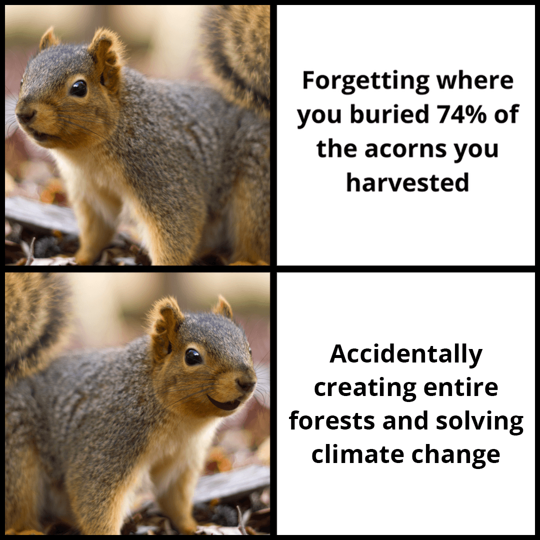 funny memes - animal memes kung fu squirrel - Forgetting where you buried 74% of the acorns you harvested Accidentally creating entire forests and solving climate change
