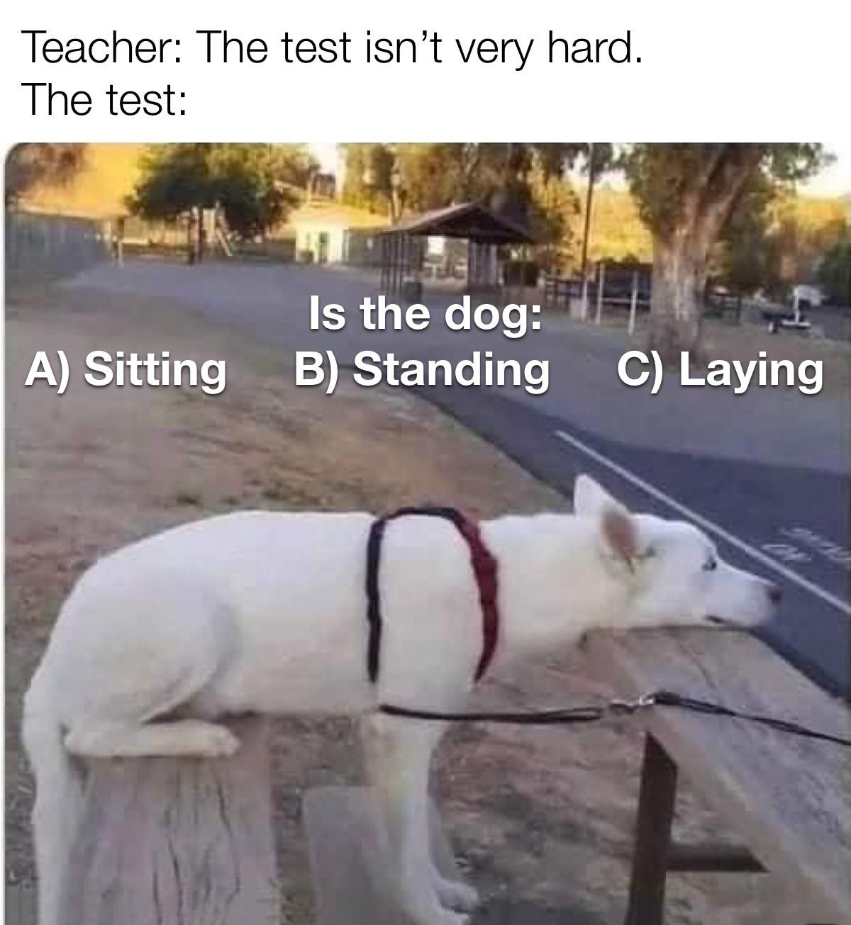 dank memes - funny memes - quantum superposition doggo - Teacher The test isn't very hard. The test Is the dog B Standing C Laying A Sitting