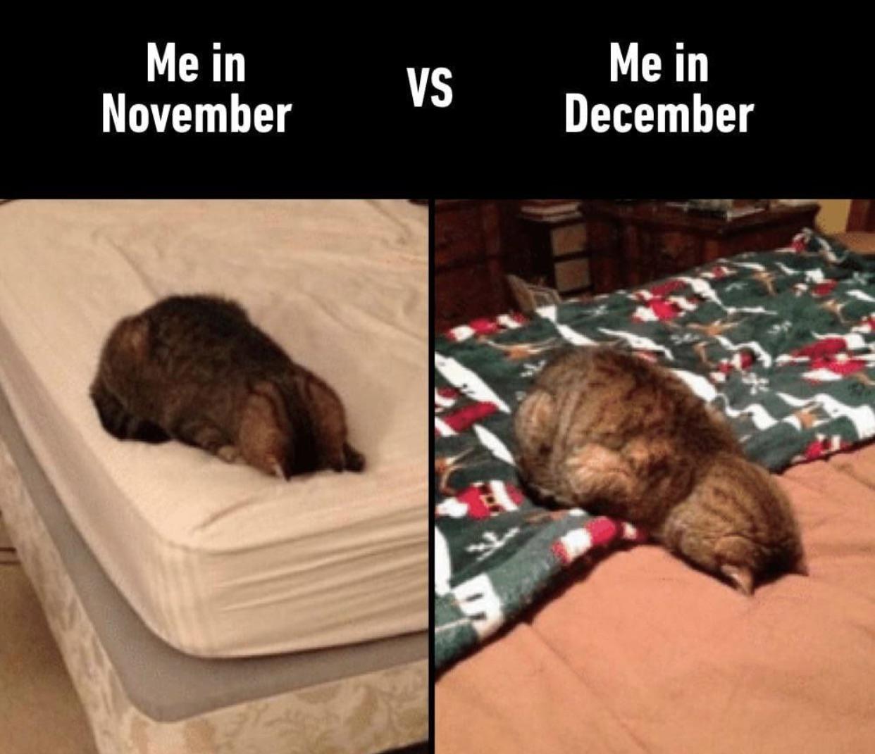 funny memes - dank memes face plant kitten - Me in November Vs Me in December