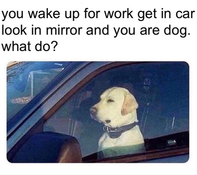 funny memes - dank memes you accidentally block an intersection and everyone - you wake up for work get in car look in mirror and you are dog. what do?