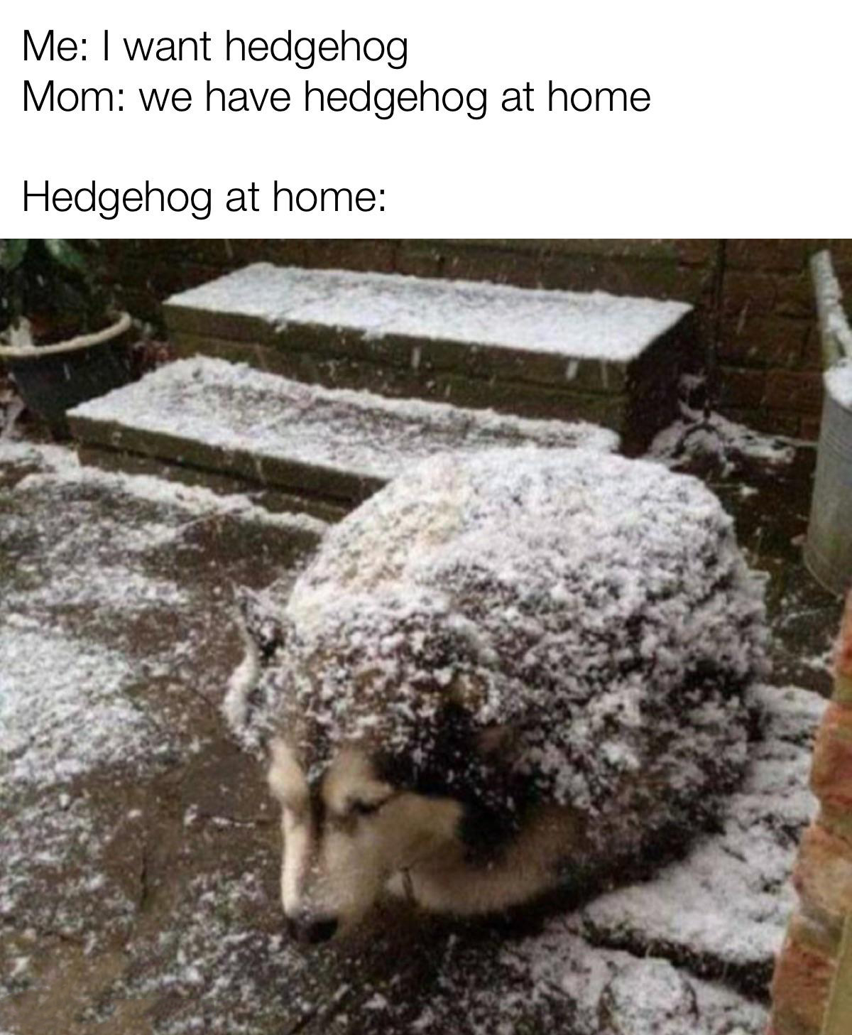 hedge dog meme - Me I want hedgehog Mom we have hedgehog at home Hedgehog at home