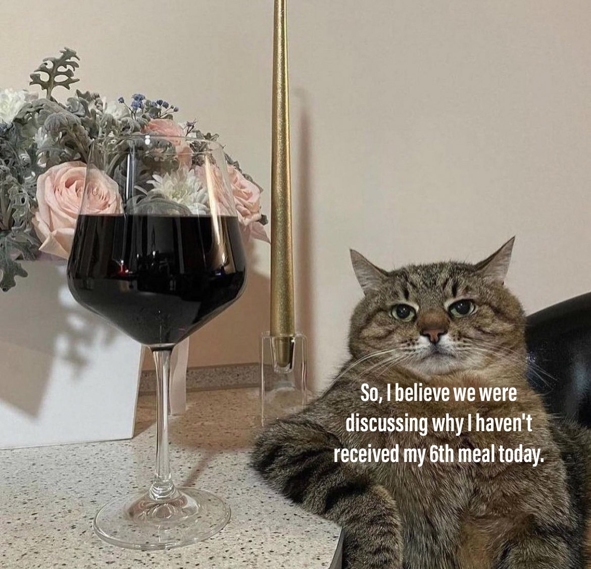dank memes - funny memes - cat with wine glass - So, I believe we were discussing why I haven't received my 6th meal today.