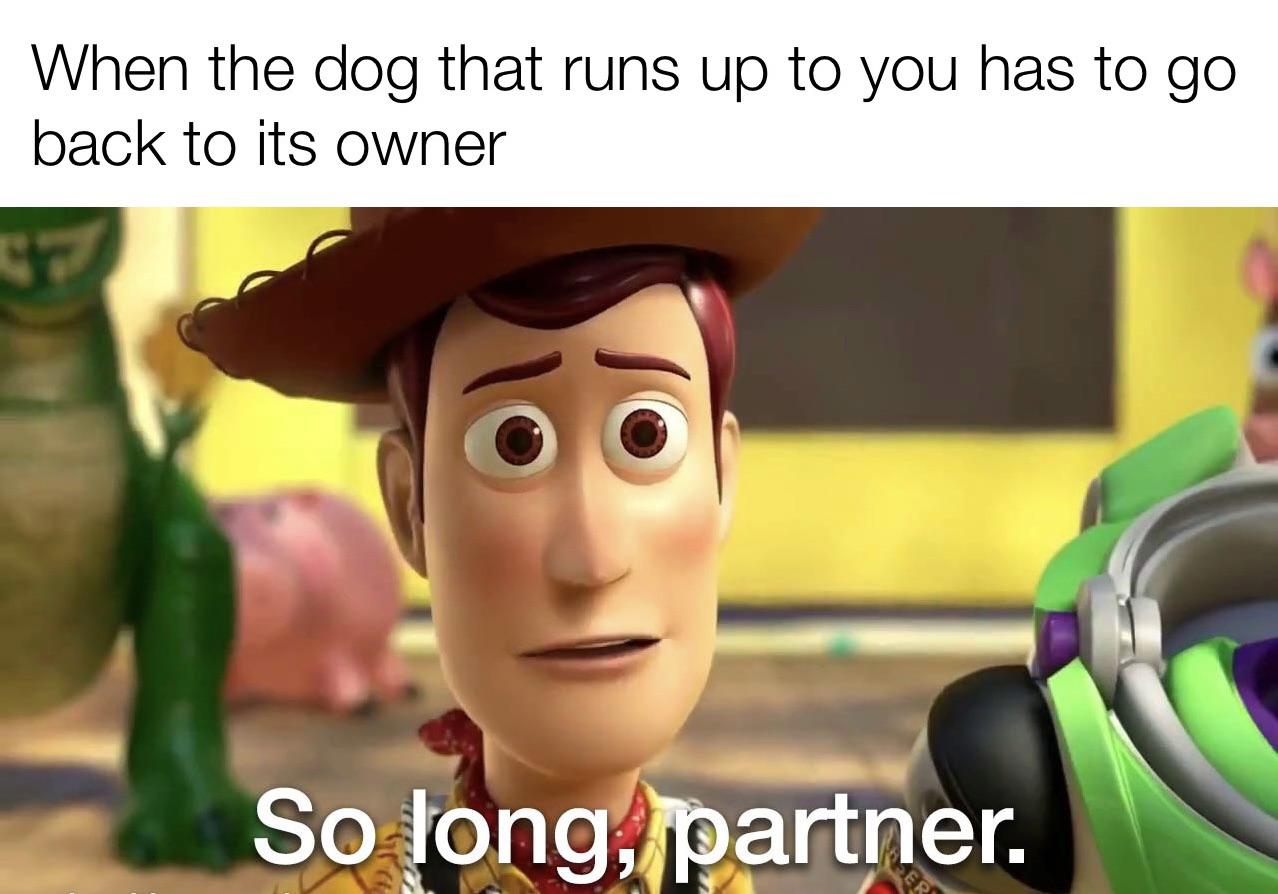funny memes --  so long partner meme coworker - When the dog that runs up to you has to go back to its owner So long, partner.