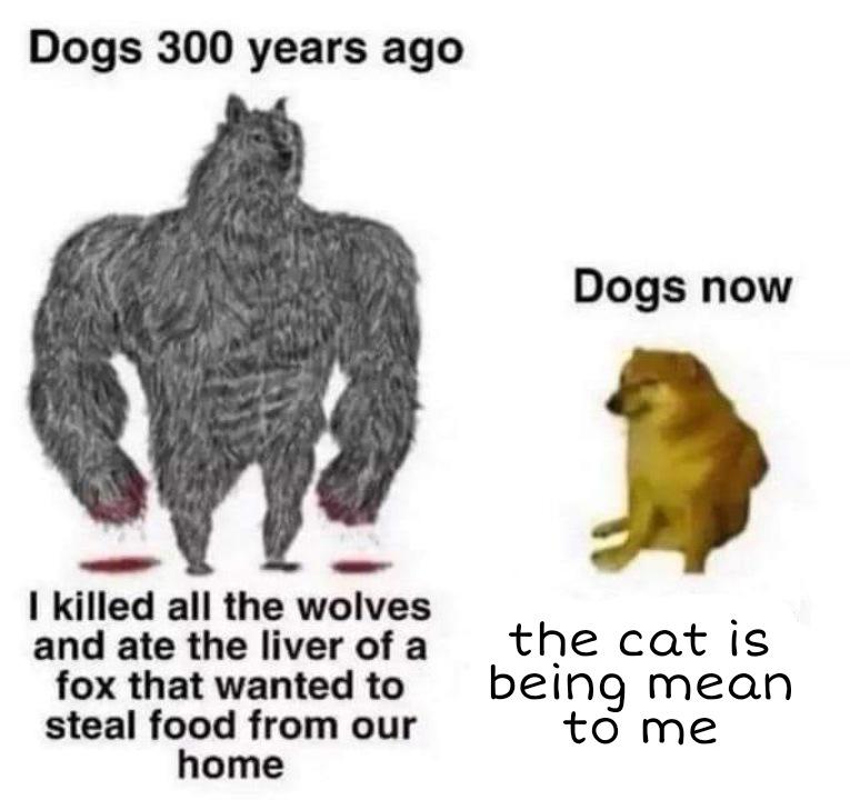 dogs 300 years ago meme - Dogs 300 years ago Dogs now I killed all the wolves and ate the liver of a fox that wanted to steal food from our home the cat is being mean to me