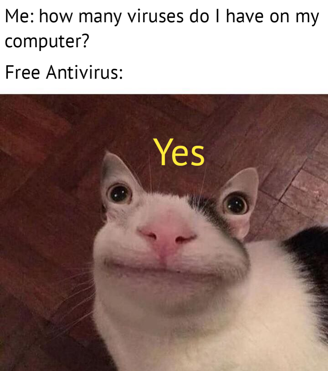 dank memes - nice kitty - Me how many viruses do I have on my computer? Free Antivirus Yes