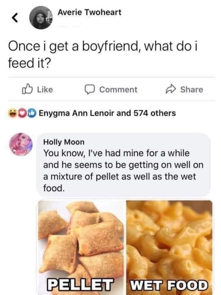 funny memes  - once i get a boyfriend what do - Averie Twoheart Once i get a boyfriend, what do i feed it? Comment O Enygma Ann Lenoir and 574 others Holly Moon You know, I've had mine for a while and he seems to be getting on well on a mixture of pellet 