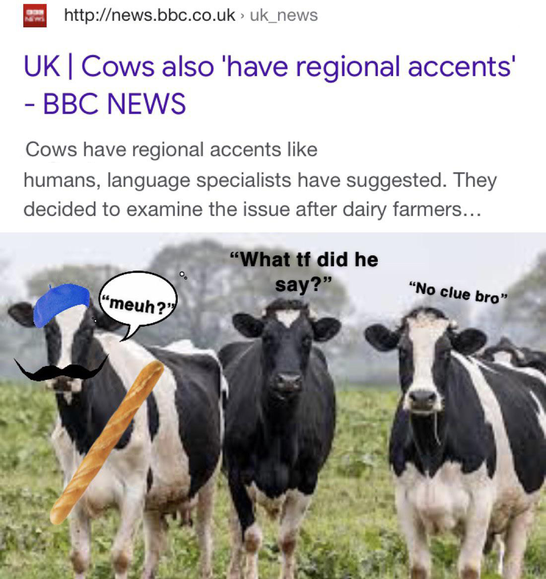 > uk_news > Uk | Cows also 'have regional accents' Bbc News Cows have regional accents humans, language specialists have suggested. They decided to examine the issue after dairy farmers... What tf did he say?" "No clue bro" "meuh?"