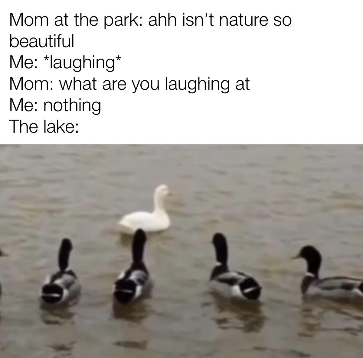 funny memes - dank memes - did you take - Mom at the park ahh isn't nature so beautiful Me laughing Mom what are you laughing at Me nothing The lake