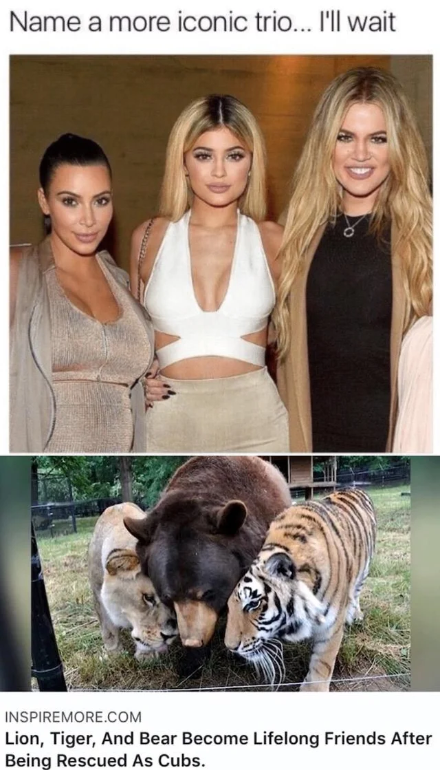 funny memes - dank memes -name a more iconic trio meme - Name a more iconic trio... I'll wait Inspiremore.Com Lion, Tiger, And Bear Become Lifelong Friends After Being Rescued As Cubs.