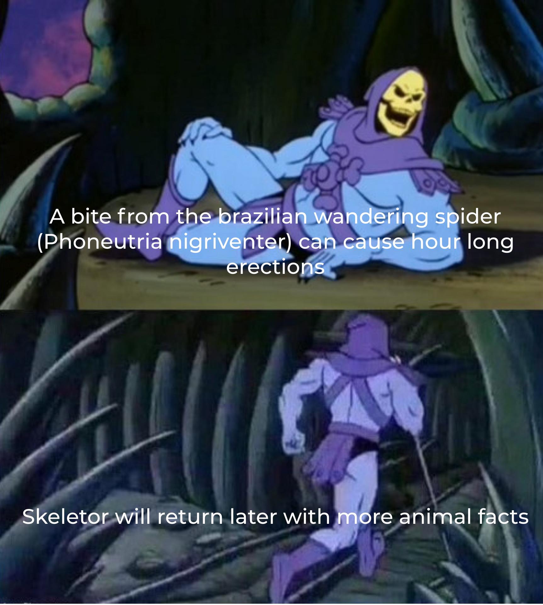 funny memes - dank memes -skeletor meme - A bite from the brazilian wandering spider Phoneutria nigriventer can cause hour long erections Skeletor will return later with more animal facts