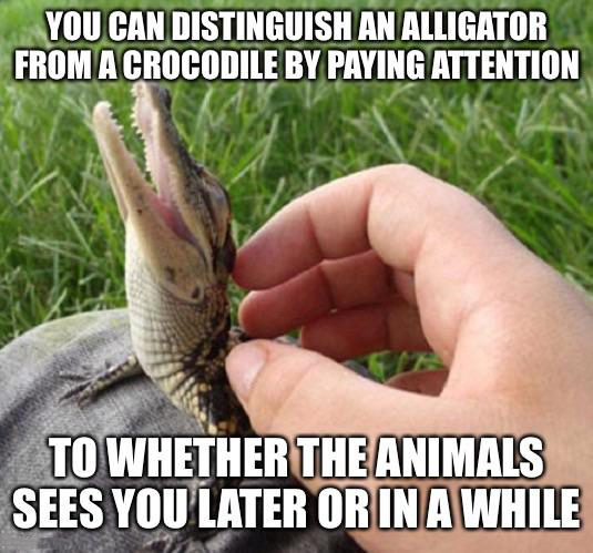 awww yisss - You Can Distinguish An Alligator From A Crocodile By Paying Attention To Whether The Animals Sees You Later Or In A While