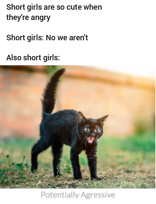 dank memes - funny memes - kitten puffed up tail - Short girls are so cute when they're angry Short girls No we aren't Also short girls Potentially Agressive