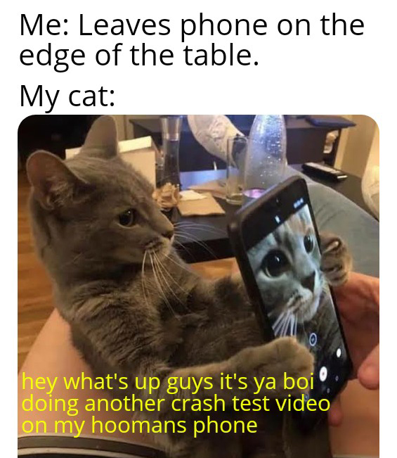 dank memes - funny memes - Me Leaves phone on the edge of the table. My cat hey what's up guys it's ya boi. doing another crash test video on my hoomans phone