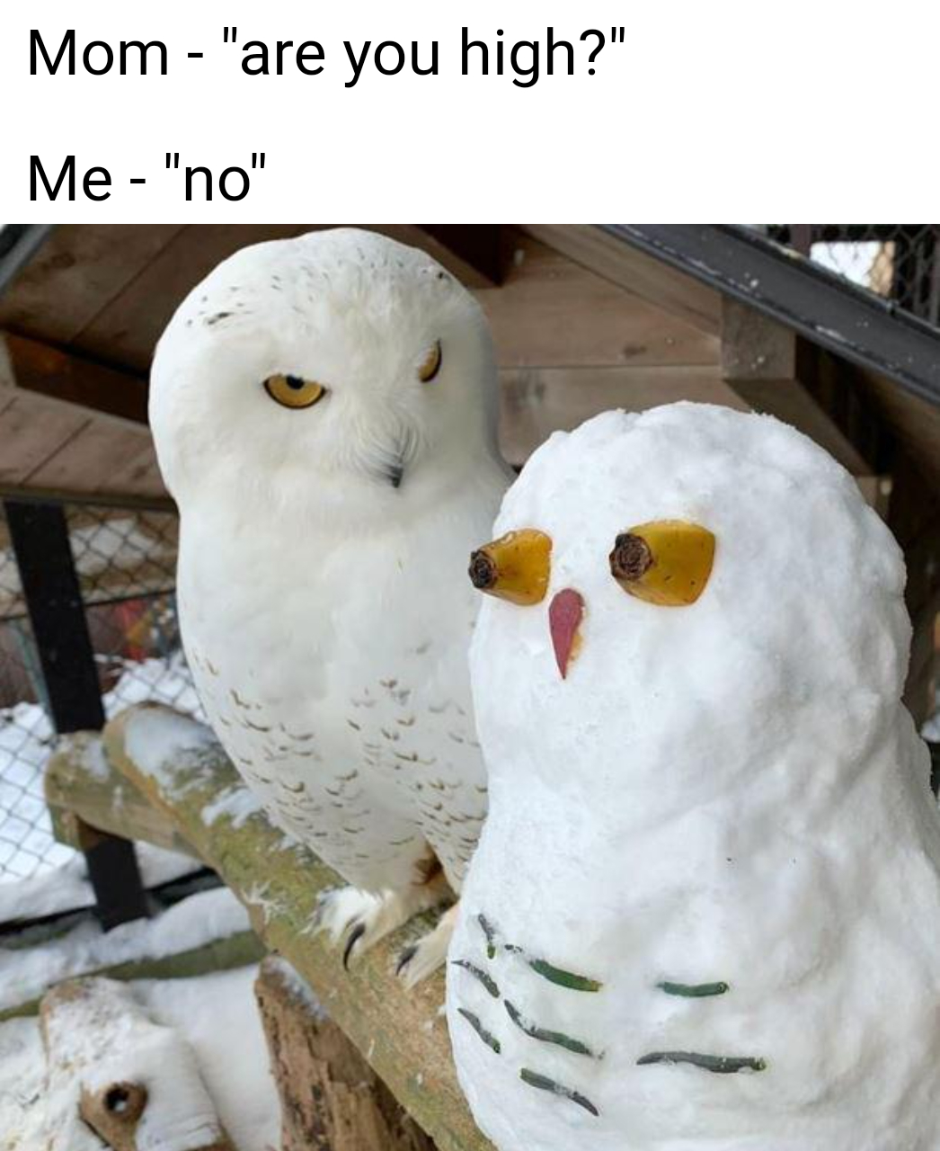 blursed owl - Mom "are you high?" Me "no"