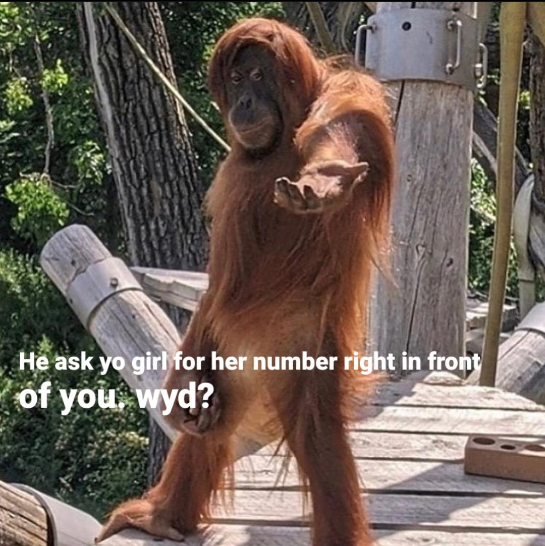 dank memes - return to monke orangutan - He ask yo girl for her number right in front of you, wyd?
