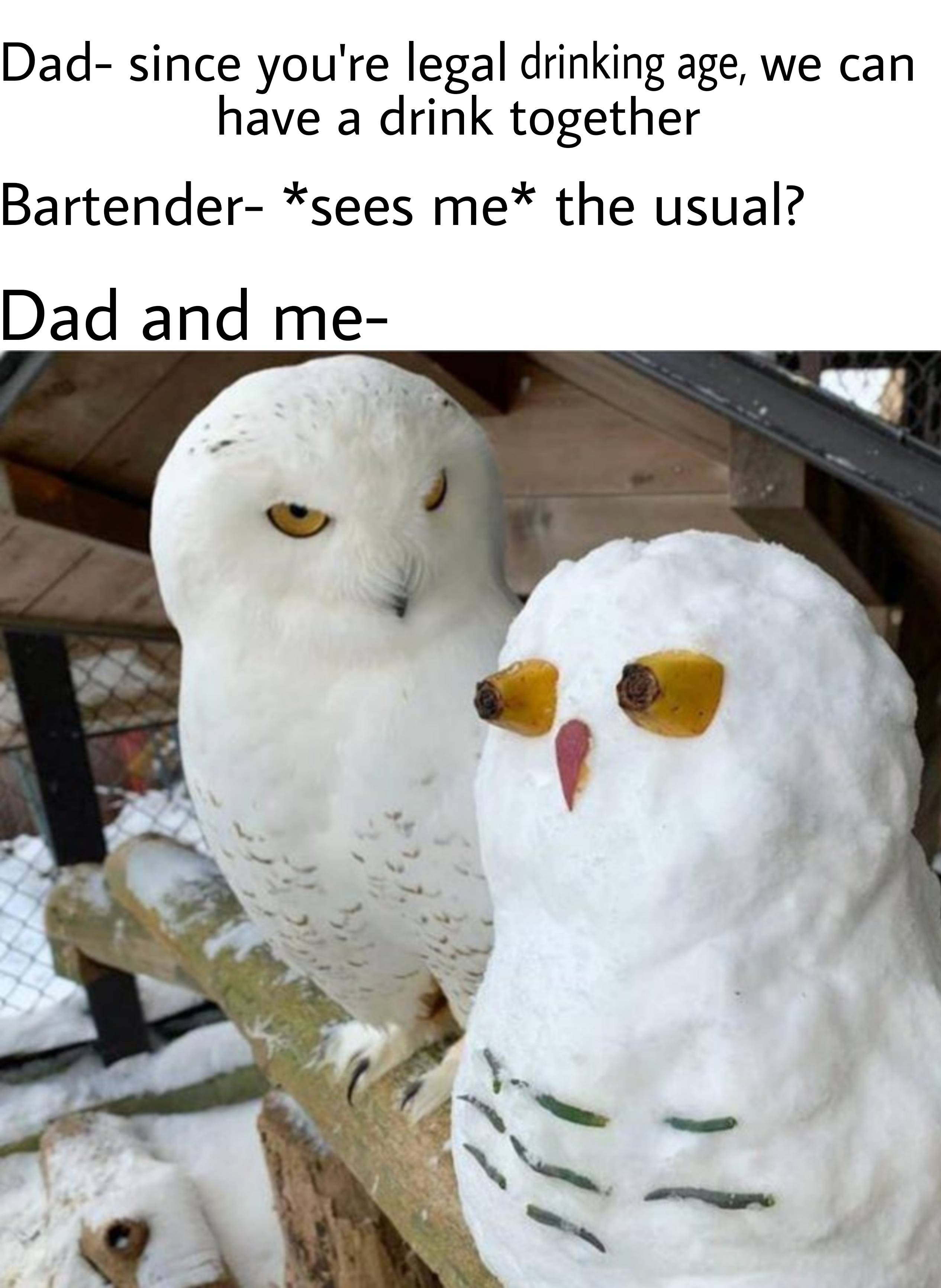 dank memes, funny memes - snowy owl funny - Dad since you're legal drinking age, we can have a drink together Bartender sees me the usual? Dad and me