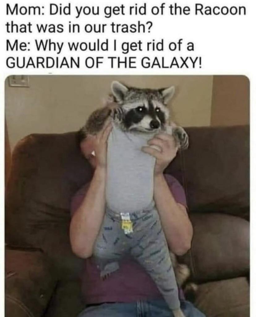 dank memes - funny memes - raccoon in clothes - Mom Did you get rid of the Racoon that was in our trash? Me Why would I get rid of a Guardian Of The Galaxy!