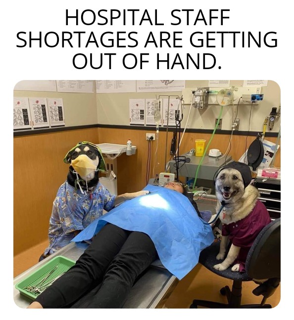 dank memes - funny memes - dog - Hospital Staff Shortages Are Getting Out Of Hand. 660 I ole. co Ce