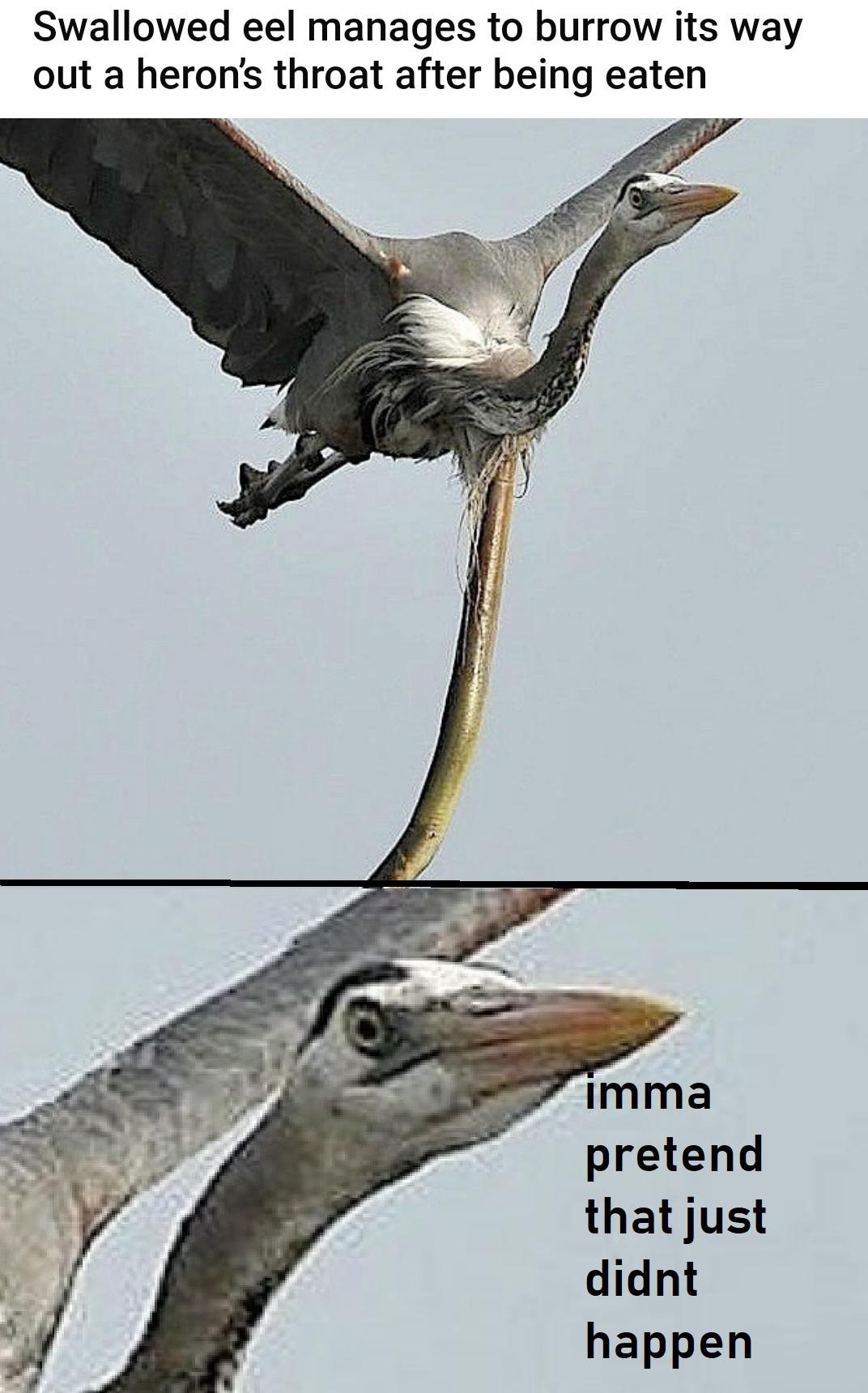 dank memes - funny memes - Swallowed eel manages to burrow its way out a heron's throat after being eaten imma pretend that just didnt happen