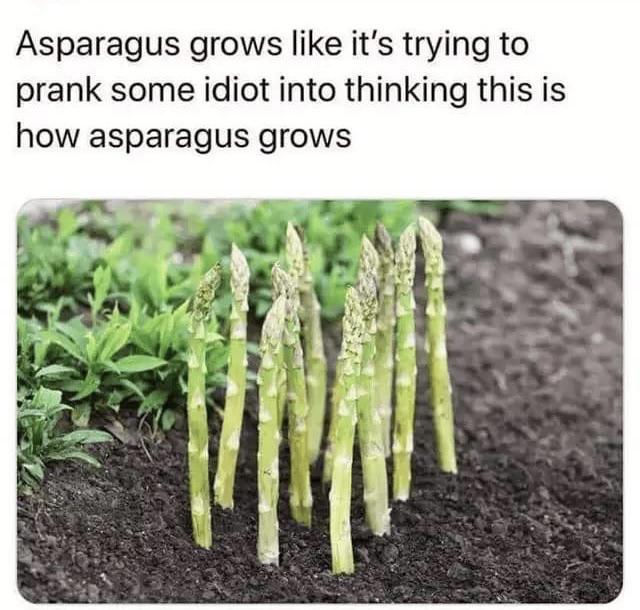 funny memes - asparagus officinalis - Asparagus grows it's trying to prank some idiot into thinking this is how asparagus grows