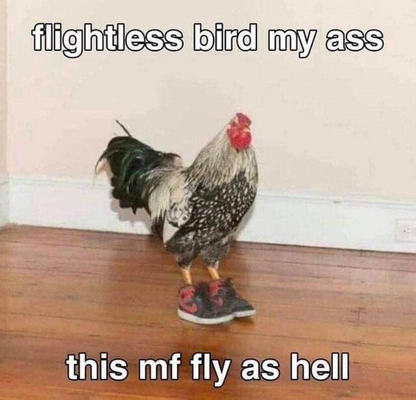 flightless bird nah this mf fly as hell - flightless bird my ass this mf fly as hell