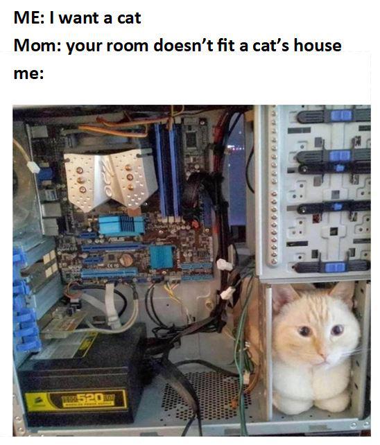 cursed image computer - Me I want a cat Mom your room doesn't fit a cat's house me . . oeo Po cocc06000 520