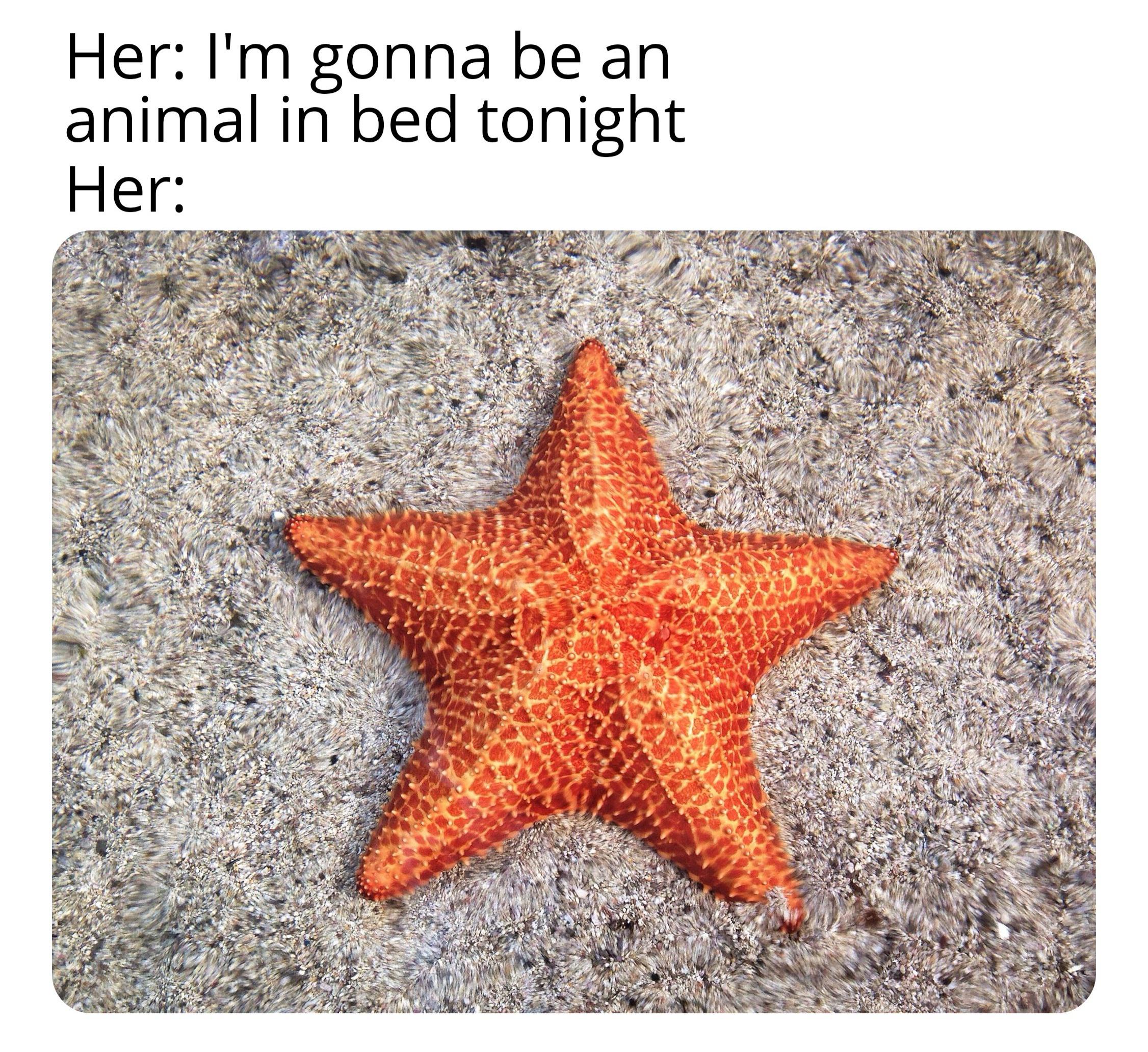 dank memes - funny memes - sea star - Her I'm gonna be an animal in bed tonight Her Bara