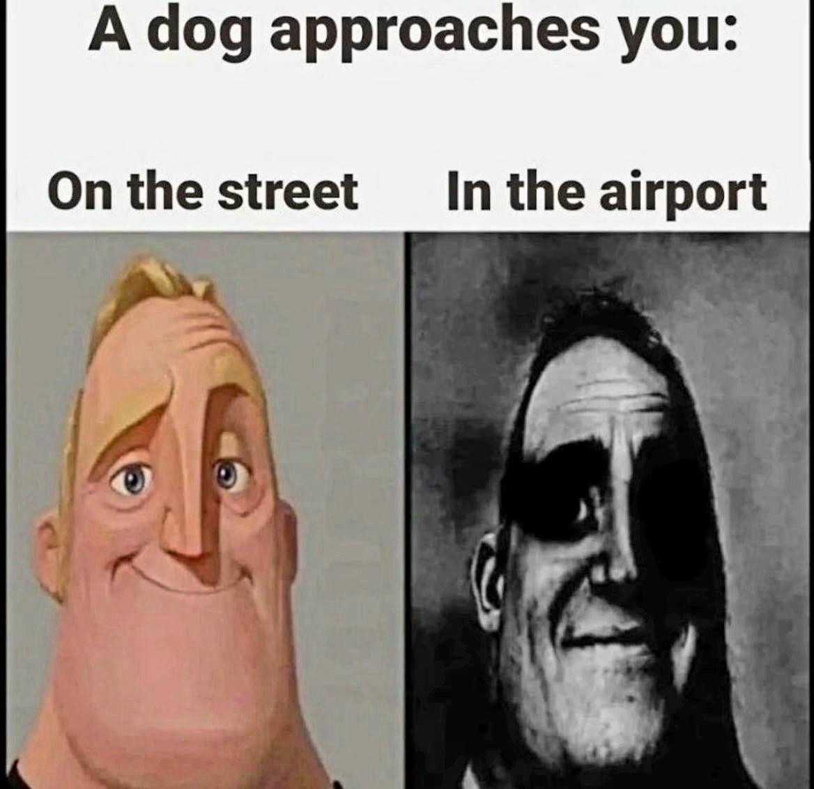 A dog approaches you On the street In the airport