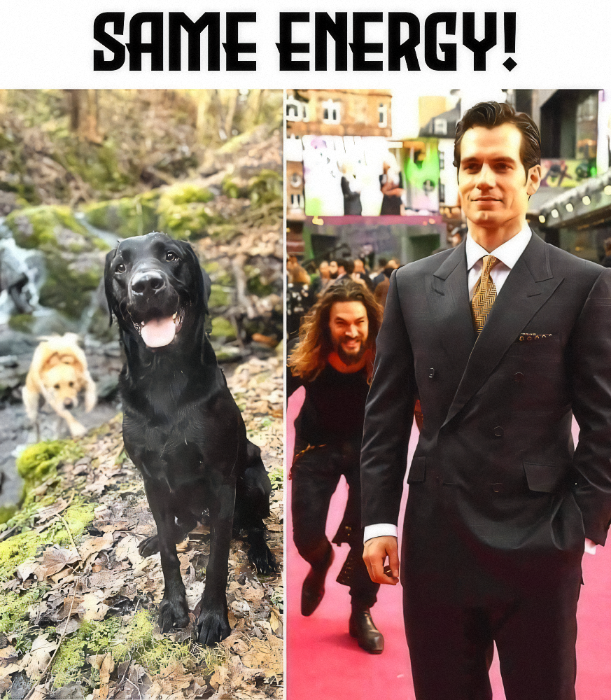 dog - Same Energy! Al