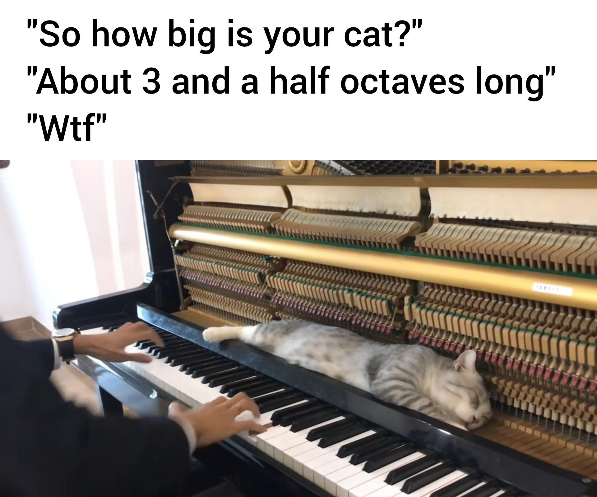 dank memes - funny memes - player piano - "So how big is your cat?" "About 3 and a half octaves long" "Wtf" a