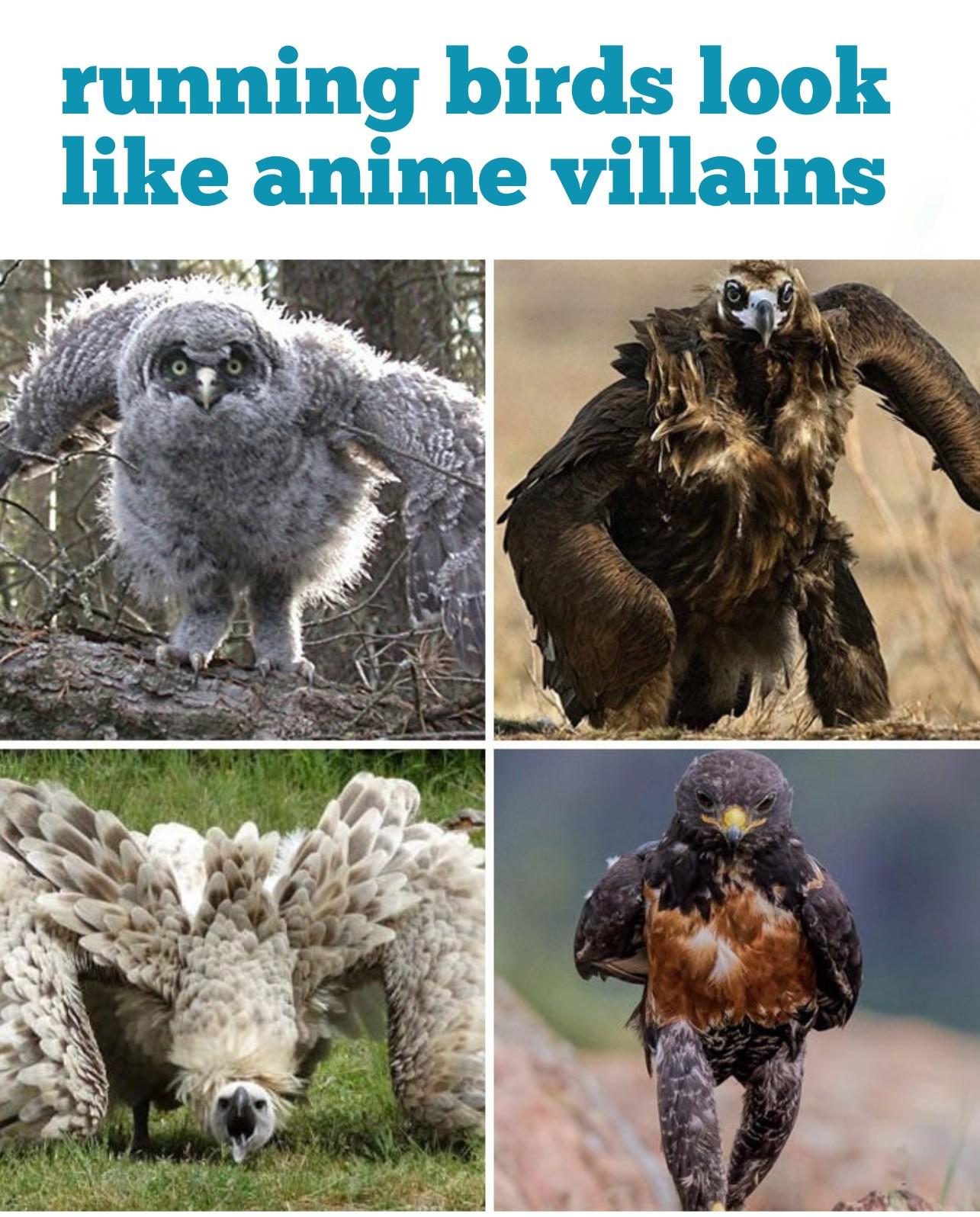 dank memes - funny memes - birds running - running birds look anime villains