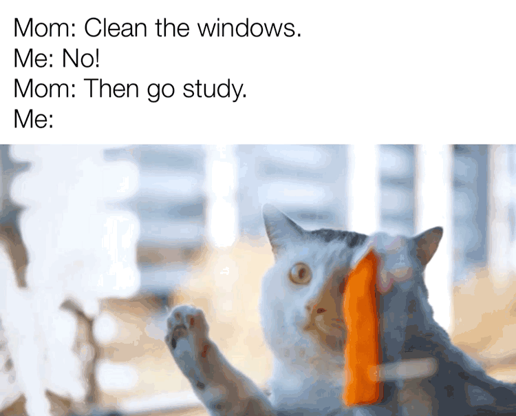 get real cat gif - Mom Clean the windows. Me No! Mom Then go study. Me