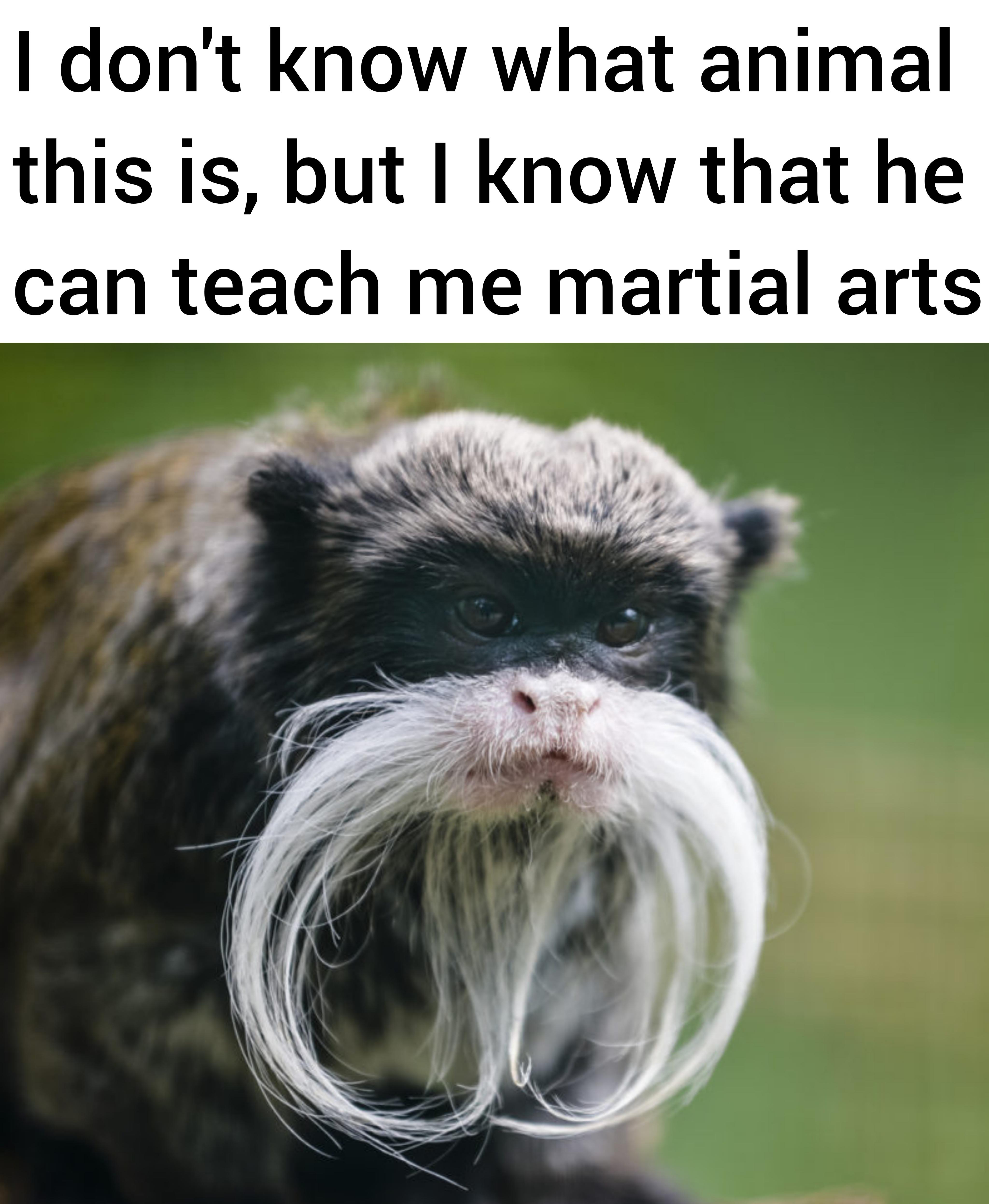 dank memes - don t know what you - I don't know what animal this is, but I know that he can teach me martial arts