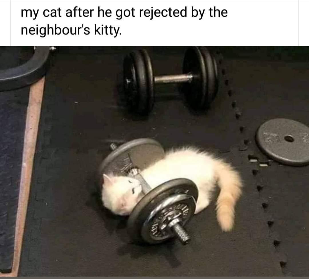 cat in gym - my cat after he got rejected by the neighbour's kitty