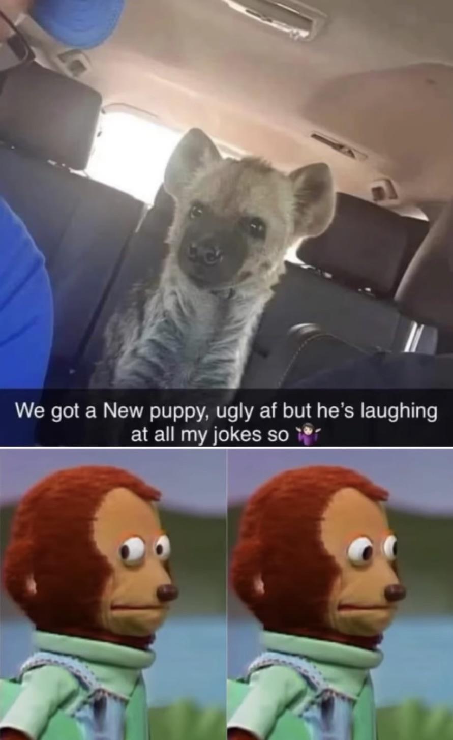 dank memes - funny memes - monkey looking away meme - We got a New puppy, ugly af but he's laughing at all my jokes so
