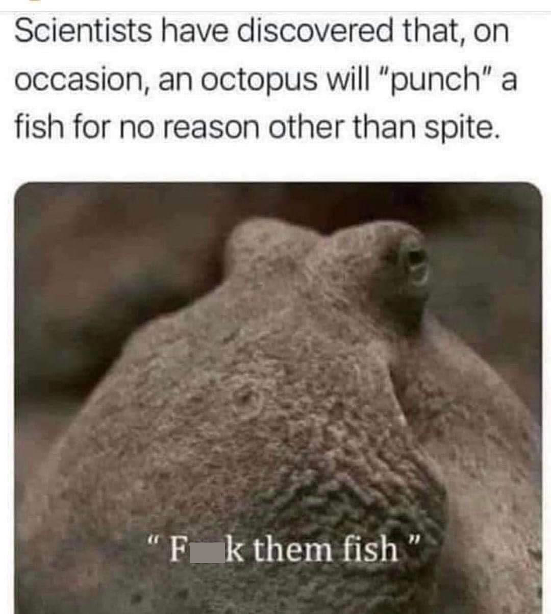 dank memes - funny memes - scientists have discovered that on occasion an octopus will punch a fish - Scientists have discovered that, on occasion, an octopus will