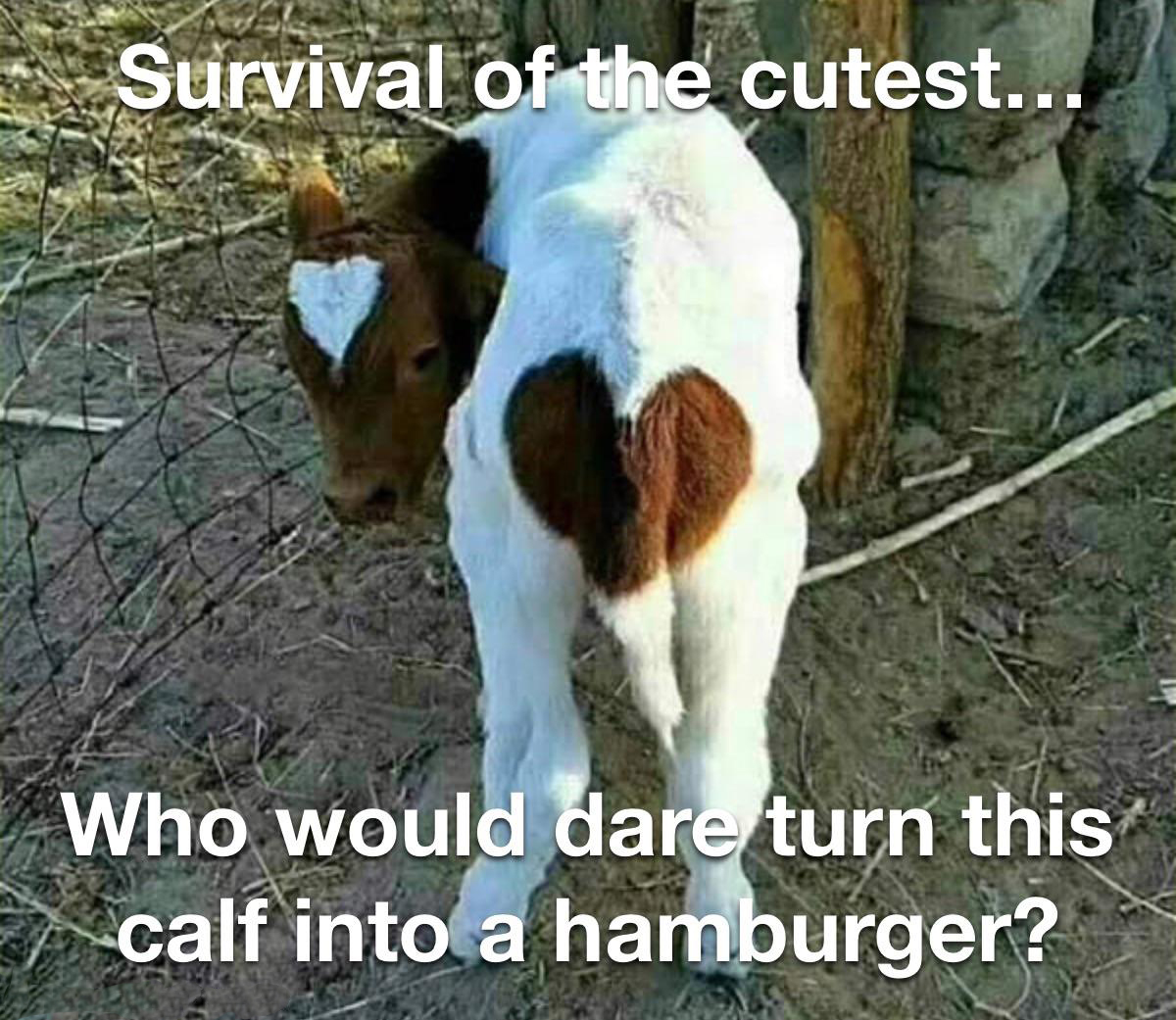 dank memes - funny memes - heart calf - Survival of the cutest... Who would dare turn this calf into a hamburger?