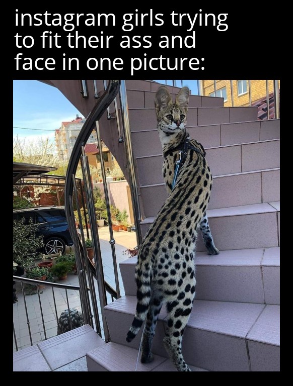 dank memes - funny memes - serval cat - instagram girls trying to fit their ass and face in one picture
