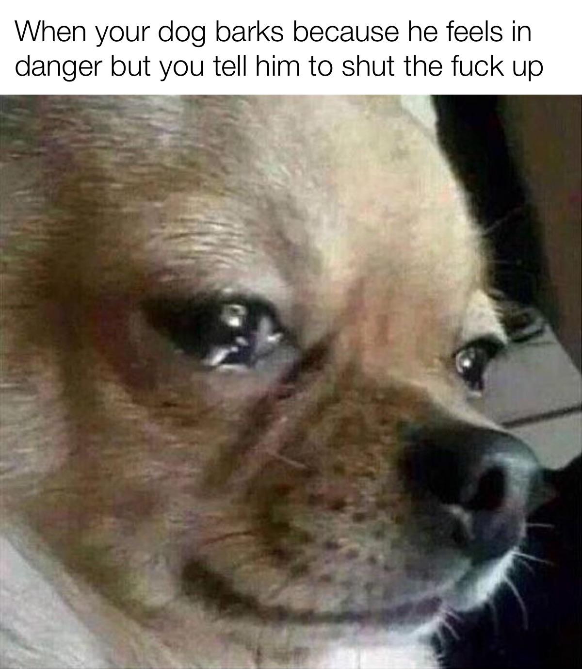 dank memes - funny memes - funny dog face meme - When your dog barks because he feels in danger but you tell him to shut the fuck up