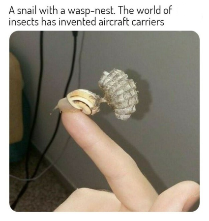 dank memes - funny memes - wasp nest meme - A snail with a waspnest. The world of insects has invented aircraft carriers