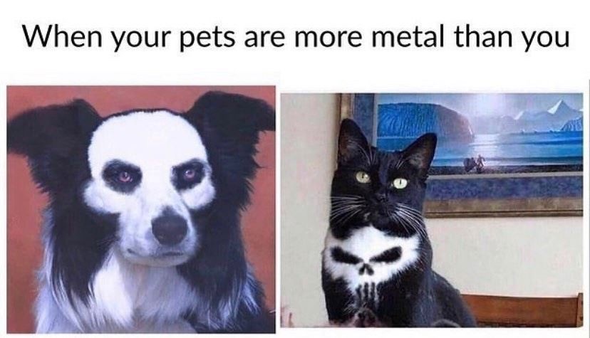 dank memes - funny memes - your pets are more metal than you - When your pets are more metal than you