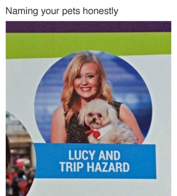dank memes - funny memes - photo caption - Naming your pets honestly Lucy And Trip Hazard